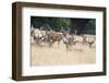 Red Deer Stag Herd in Summer Field Landscape-Veneratio-Framed Photographic Print