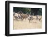 Red Deer Stag Herd in Summer Field Landscape-Veneratio-Framed Photographic Print