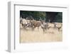 Red Deer Stag Herd in Summer Field Landscape-Veneratio-Framed Photographic Print