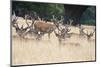 Red Deer Stag Herd in Summer Field Landscape-Veneratio-Mounted Photographic Print