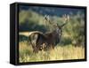 Red Deer Stag, Highlands, Scotland-John Warburton-lee-Framed Stretched Canvas