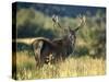 Red Deer Stag, Highlands, Scotland-John Warburton-lee-Stretched Canvas