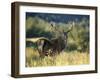 Red Deer Stag, Highlands, Scotland-John Warburton-lee-Framed Photographic Print