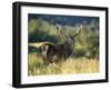 Red Deer Stag, Highlands, Scotland-John Warburton-lee-Framed Photographic Print