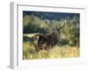 Red Deer Stag, Highlands, Scotland-John Warburton-lee-Framed Photographic Print