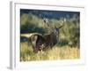 Red Deer Stag, Highlands, Scotland-John Warburton-lee-Framed Photographic Print