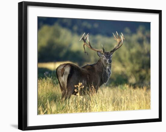 Red Deer Stag, Highlands, Scotland-John Warburton-lee-Framed Photographic Print
