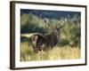 Red Deer Stag, Highlands, Scotland-John Warburton-lee-Framed Photographic Print