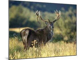 Red Deer Stag, Highlands, Scotland-John Warburton-lee-Mounted Photographic Print