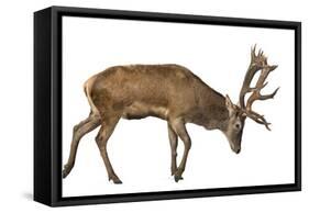 Red Deer Stag in Front of a White Background-Life on White-Framed Stretched Canvas