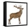 Red Deer Stag in Front of a White Background-Life on White-Framed Stretched Canvas