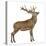 Red Deer Stag in Front of a White Background-Life on White-Stretched Canvas