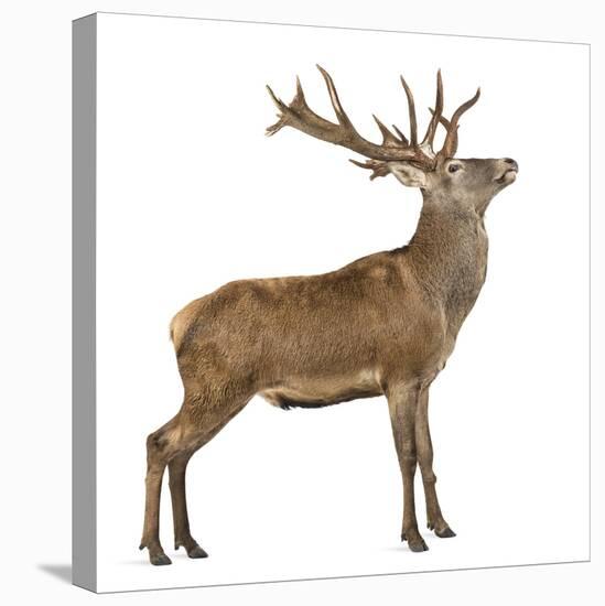 Red Deer Stag in Front of a White Background-Life on White-Stretched Canvas