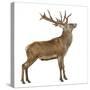 Red Deer Stag in Front of a White Background-Life on White-Stretched Canvas