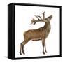 Red Deer Stag in Front of a White Background-Life on White-Framed Stretched Canvas