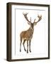 Red Deer Stag in Front of a White Background-Life on White-Framed Premium Photographic Print