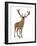 Red Deer Stag in Front of a White Background-Life on White-Framed Premium Photographic Print