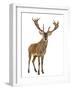 Red Deer Stag in Front of a White Background-Life on White-Framed Premium Photographic Print