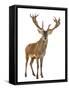 Red Deer Stag in Front of a White Background-Life on White-Framed Stretched Canvas