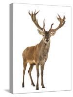 Red Deer Stag in Front of a White Background-Life on White-Stretched Canvas