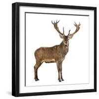 Red Deer Stag in Front of a White Background-Life on White-Framed Premium Photographic Print