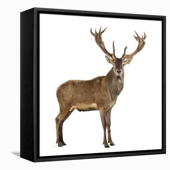 Red Deer Stag in Front of a White Background-Life on White-Framed Stretched Canvas