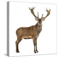 Red Deer Stag in Front of a White Background-Life on White-Stretched Canvas