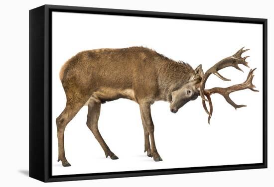 Red Deer Stag in Front of a White Background-Life on White-Framed Stretched Canvas