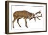 Red Deer Stag in Front of a White Background-Life on White-Framed Premium Photographic Print