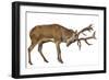 Red Deer Stag in Front of a White Background-Life on White-Framed Premium Photographic Print