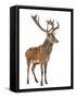 Red Deer Stag in Front of a White Background-Life on White-Framed Stretched Canvas