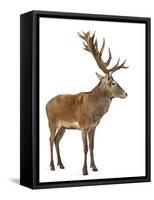 Red Deer Stag in Front of a White Background-Life on White-Framed Stretched Canvas