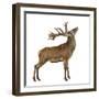 Red Deer Stag in Front of a White Background-Life on White-Framed Photographic Print