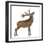 Red Deer Stag in Front of a White Background-Life on White-Framed Photographic Print