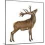 Red Deer Stag in Front of a White Background-Life on White-Mounted Photographic Print