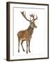 Red Deer Stag in Front of a White Background-Life on White-Framed Photographic Print