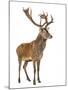 Red Deer Stag in Front of a White Background-Life on White-Mounted Photographic Print