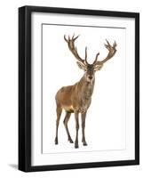 Red Deer Stag in Front of a White Background-Life on White-Framed Photographic Print