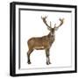 Red Deer Stag in Front of a White Background-Life on White-Framed Photographic Print