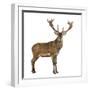 Red Deer Stag in Front of a White Background-Life on White-Framed Photographic Print