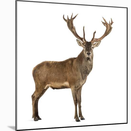 Red Deer Stag in Front of a White Background-Life on White-Mounted Photographic Print