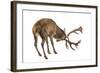 Red Deer Stag in Front of a White Background-Life on White-Framed Photographic Print