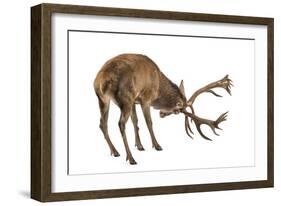 Red Deer Stag in Front of a White Background-Life on White-Framed Photographic Print