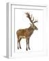 Red Deer Stag in Front of a White Background-Life on White-Framed Photographic Print