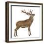 Red Deer Stag in Front of a White Background-Life on White-Framed Photographic Print