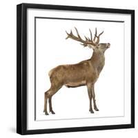 Red Deer Stag in Front of a White Background-Life on White-Framed Photographic Print