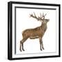 Red Deer Stag in Front of a White Background-Life on White-Framed Photographic Print