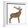 Red Deer Stag in Front of a White Background-Life on White-Framed Photographic Print