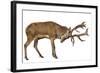 Red Deer Stag in Front of a White Background-Life on White-Framed Photographic Print