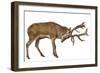 Red Deer Stag in Front of a White Background-Life on White-Framed Photographic Print